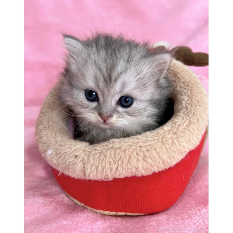 販売中の千葉県のサイベリアン-134382の3枚目