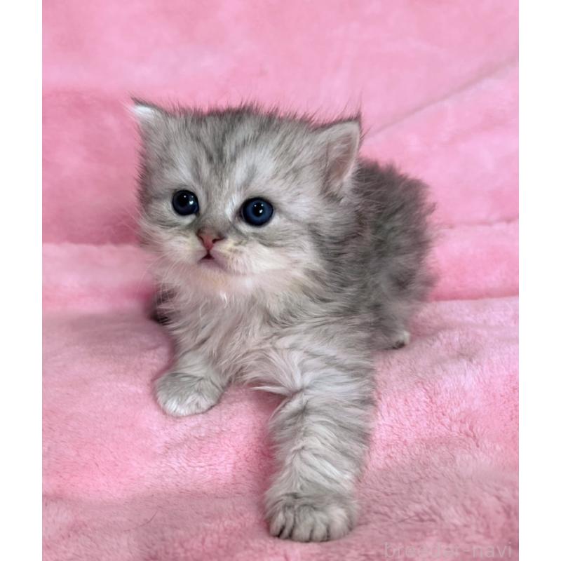 販売中の千葉県のサイベリアン-134382の2枚目