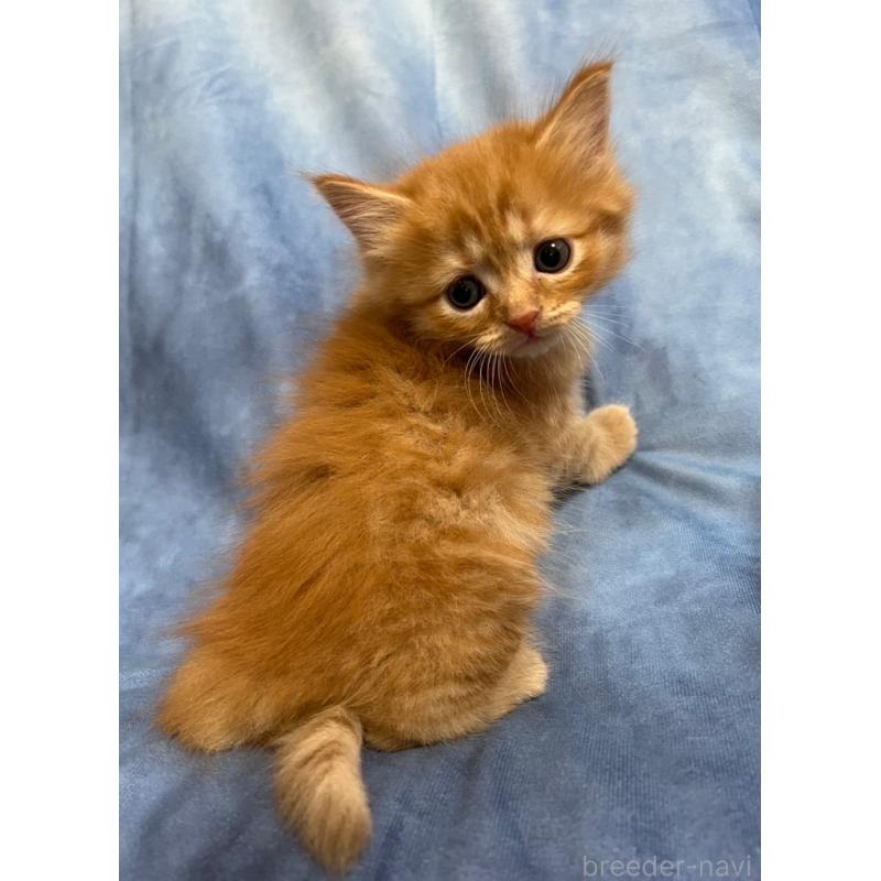 販売中の千葉県のミヌエット-134383の9枚目