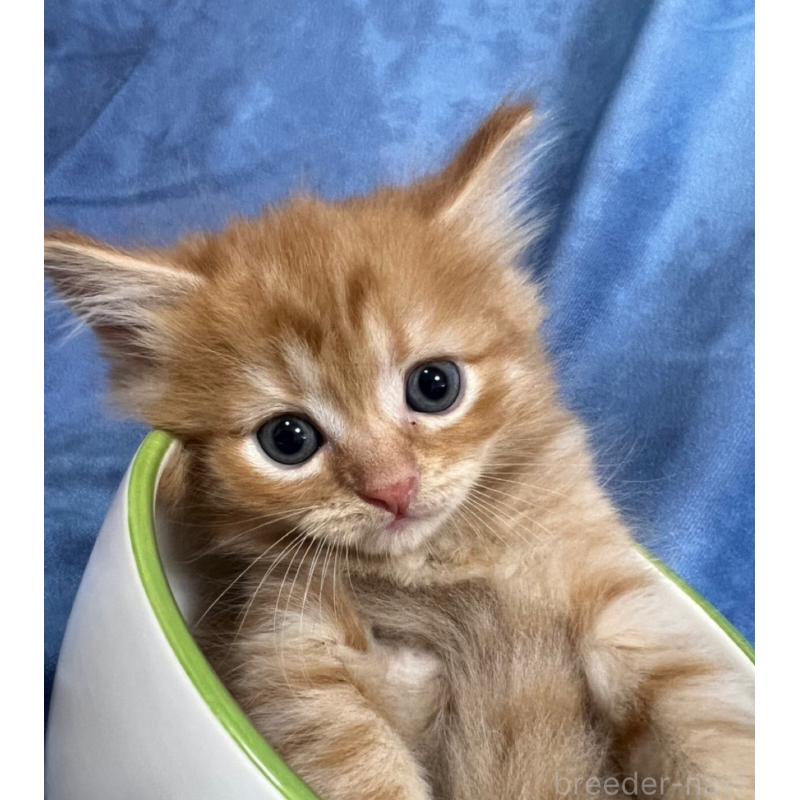 販売中の千葉県のミヌエット-134383の8枚目