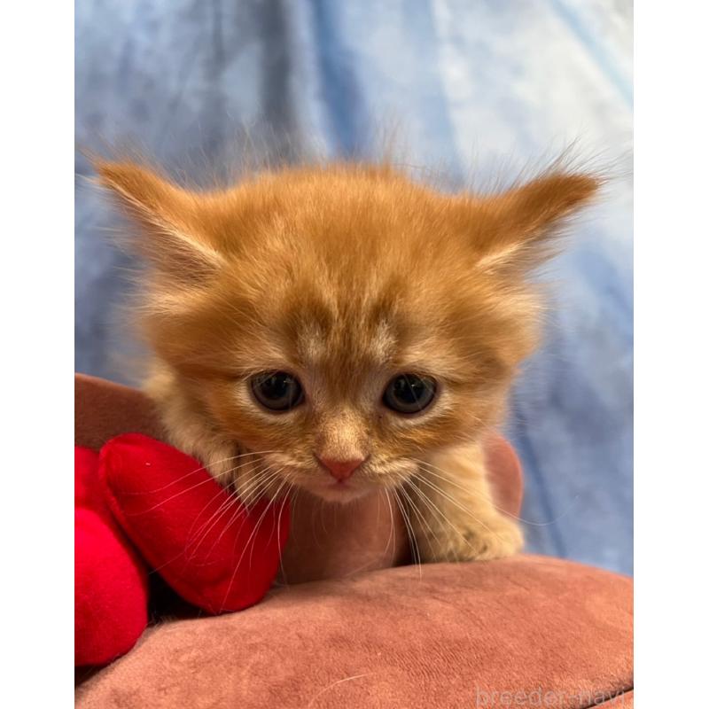 販売中の千葉県のミヌエット-134383の6枚目