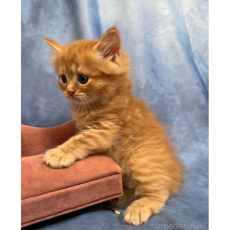 販売中の千葉県のミヌエット-134383の5枚目