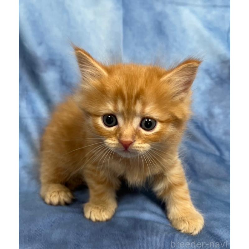 販売中の千葉県のミヌエット-134383の4枚目