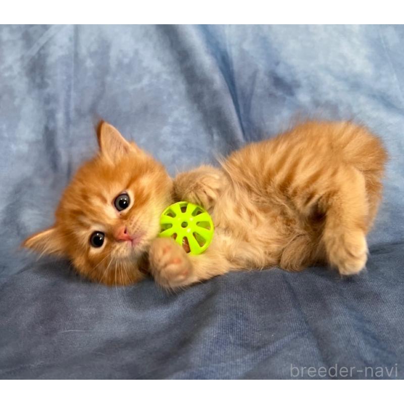 販売中の千葉県のミヌエット-134383の3枚目