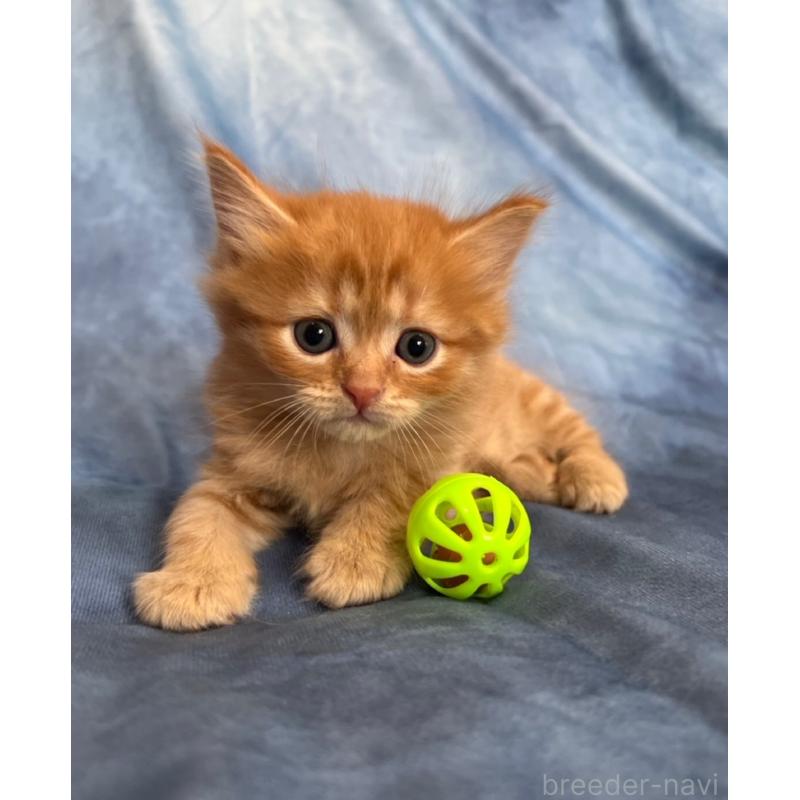 販売中の千葉県のミヌエット-134383の2枚目