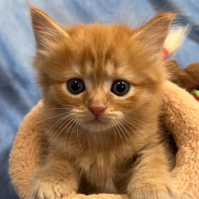 販売中の千葉県のミヌエット-134383