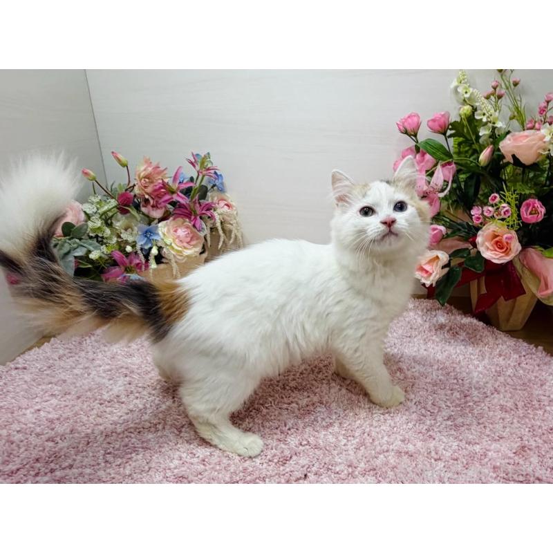 販売中の東京都のラガマフィン-134384の6枚目