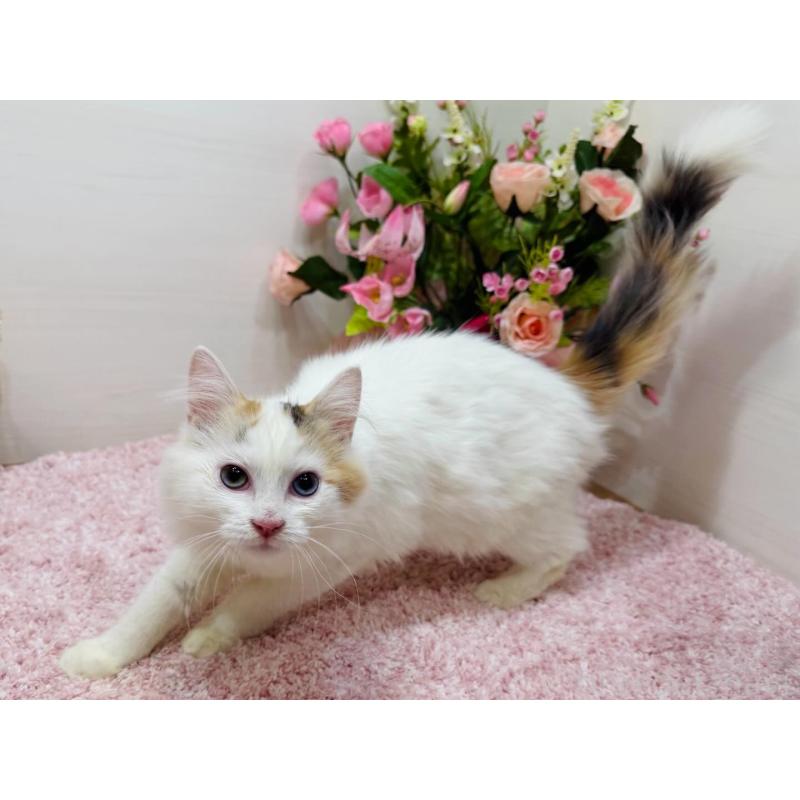 販売中の東京都のラガマフィン-134384の5枚目