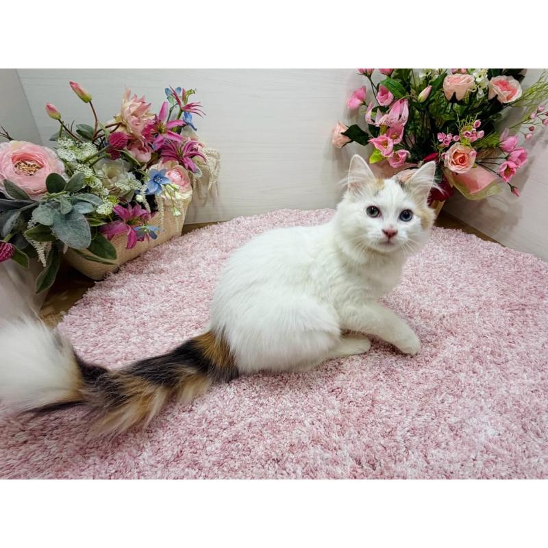 販売中の東京都のラガマフィン-134384の4枚目