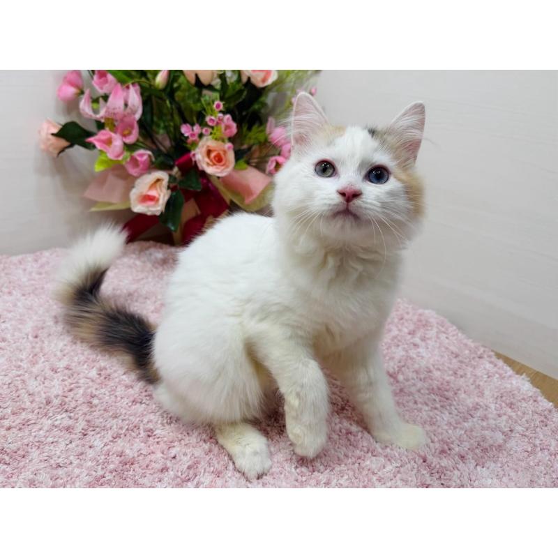 販売中の東京都のラガマフィン-134384の3枚目