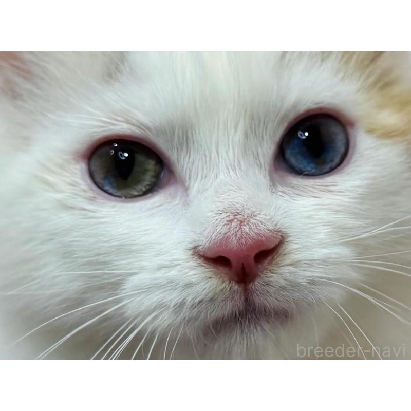 販売中の東京都のラガマフィン-134384の2枚目