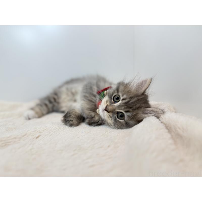 販売中の山口県のサイベリアン-134385の2枚目