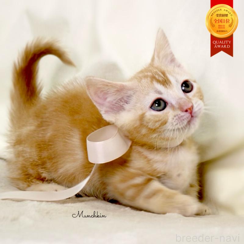 販売中の栃木県のマンチカン(短足)-132976