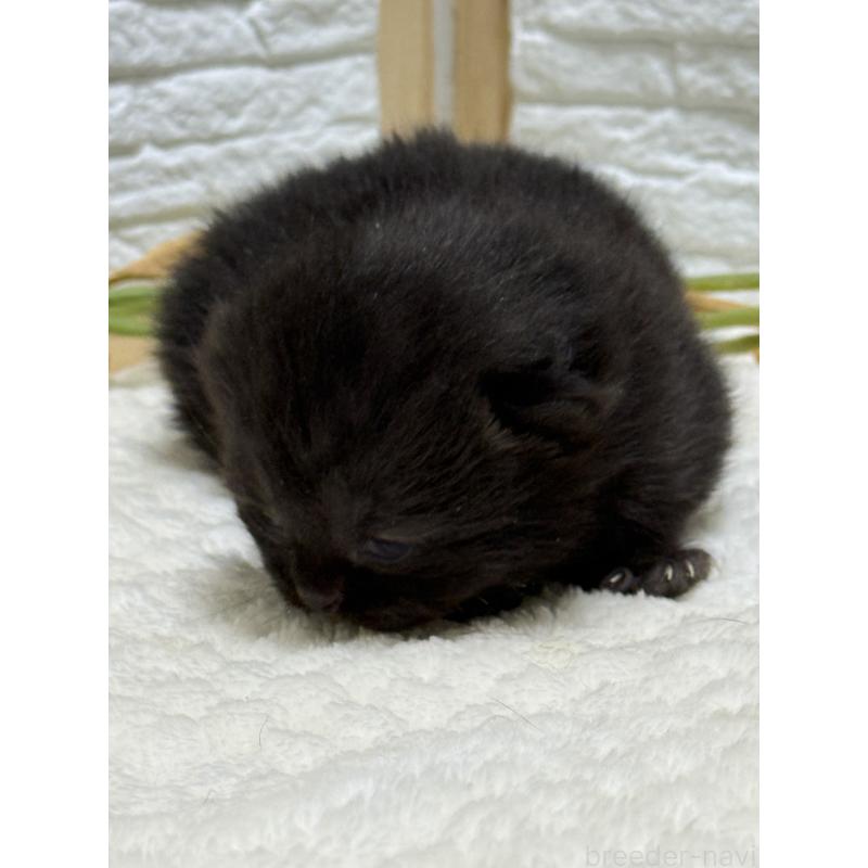 販売中の栃木県のブリティッシュショートヘア-134387の4枚目