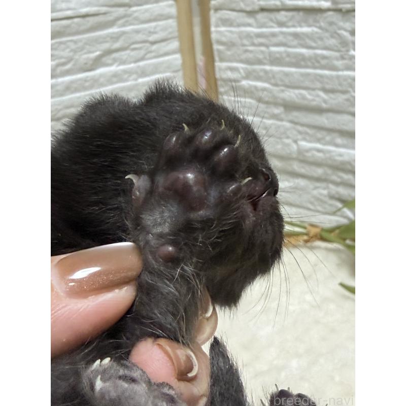 販売中の栃木県のブリティッシュショートヘア-134387の3枚目