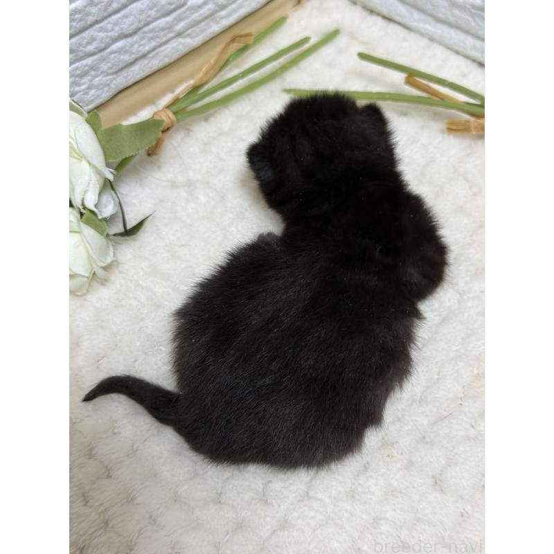 販売中の栃木県のブリティッシュショートヘア-134387の2枚目