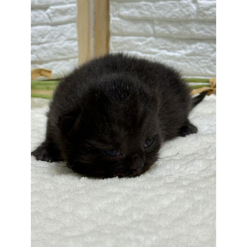 販売中の栃木県のブリティッシュショートヘア-134388の4枚目