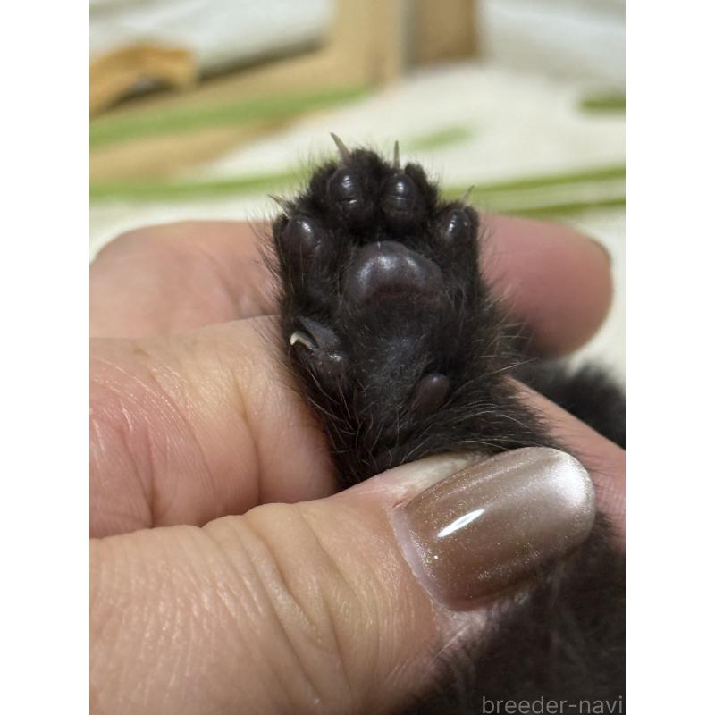 販売中の栃木県のブリティッシュショートヘア-134388の3枚目