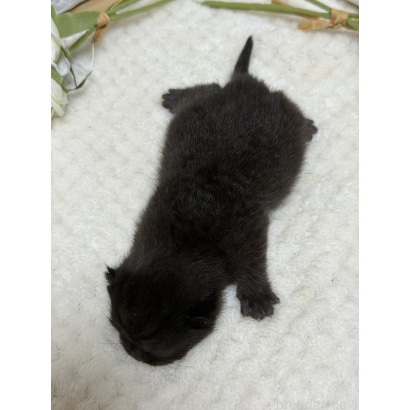 販売中の栃木県のブリティッシュショートヘア-134388の2枚目