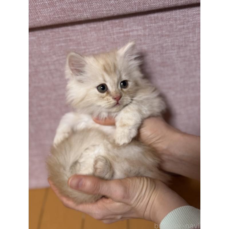 販売中の千葉県のサイベリアン-134389の5枚目