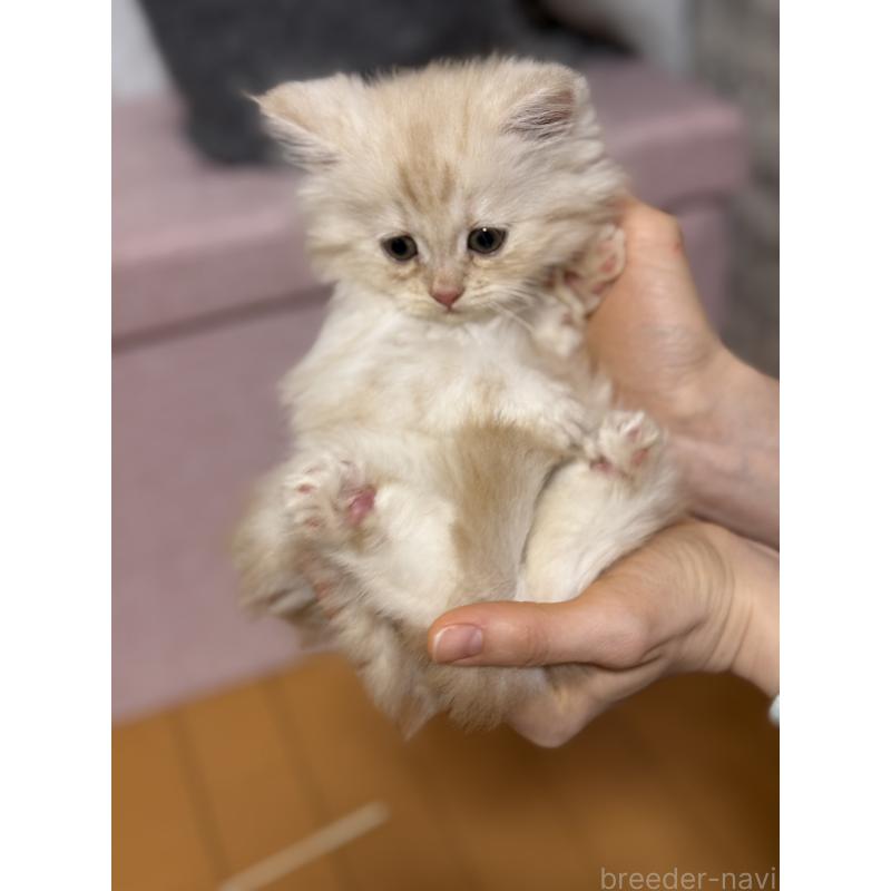 販売中の千葉県のサイベリアン-134389の4枚目