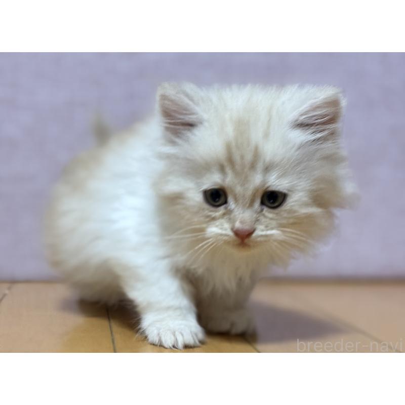 販売中の千葉県のサイベリアン-134389の3枚目