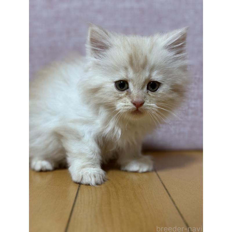 販売中の千葉県のサイベリアン-134389の2枚目