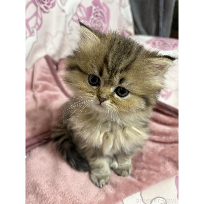 販売中の愛知県のミヌエット(短足)-133586