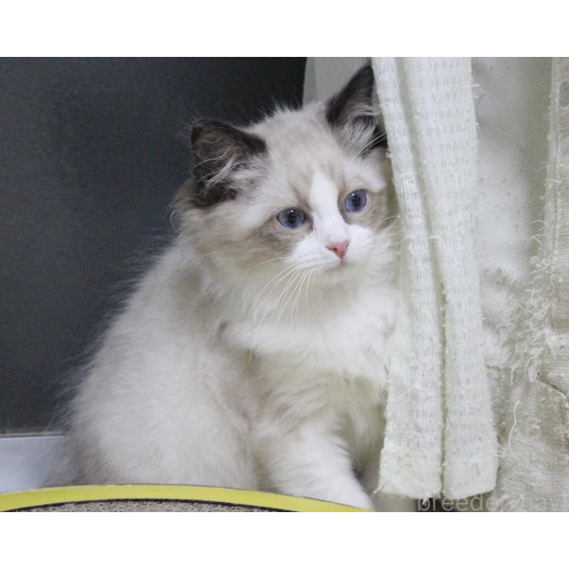 販売中の山梨県のラグドール-131707の2枚目