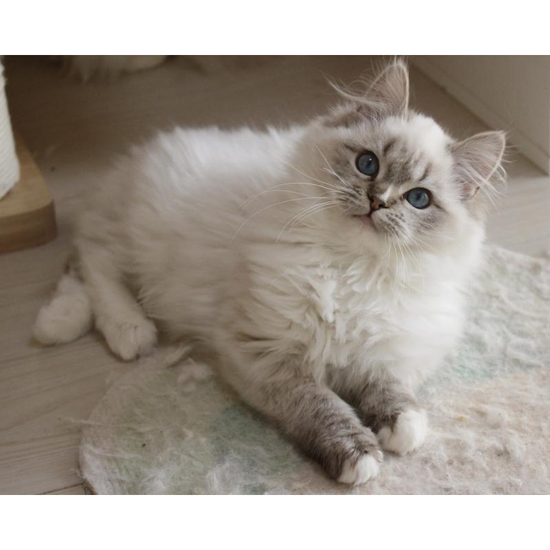 販売中の山梨県のラグドール-129973の12枚目