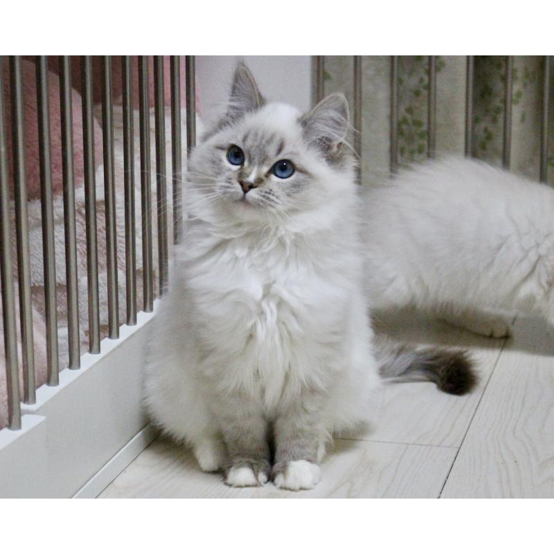 販売中の山梨県のラグドール-129973の10枚目