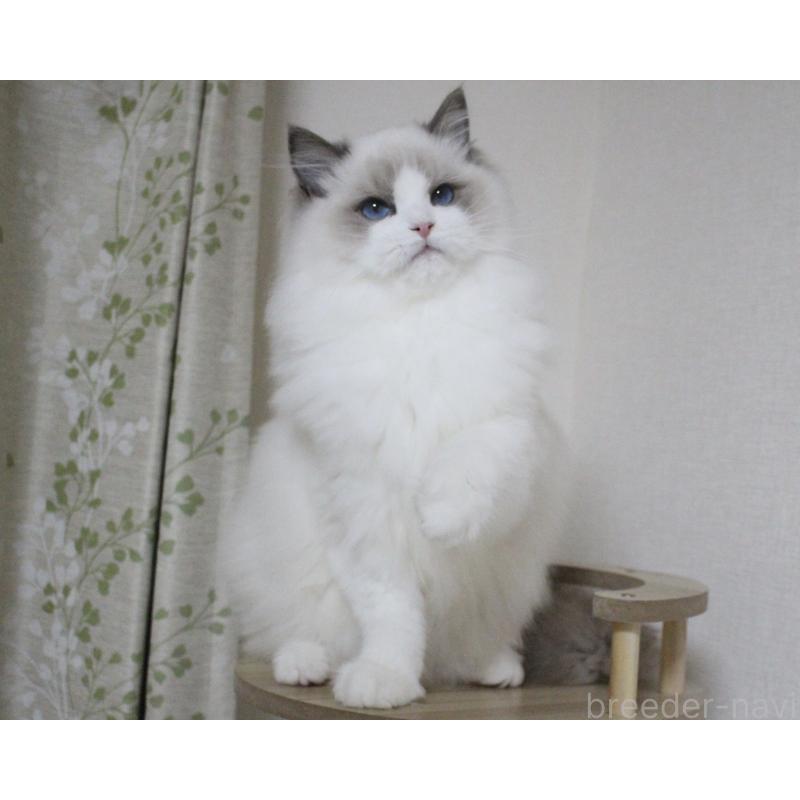 販売中の山梨県のラグドール-128444の4枚目