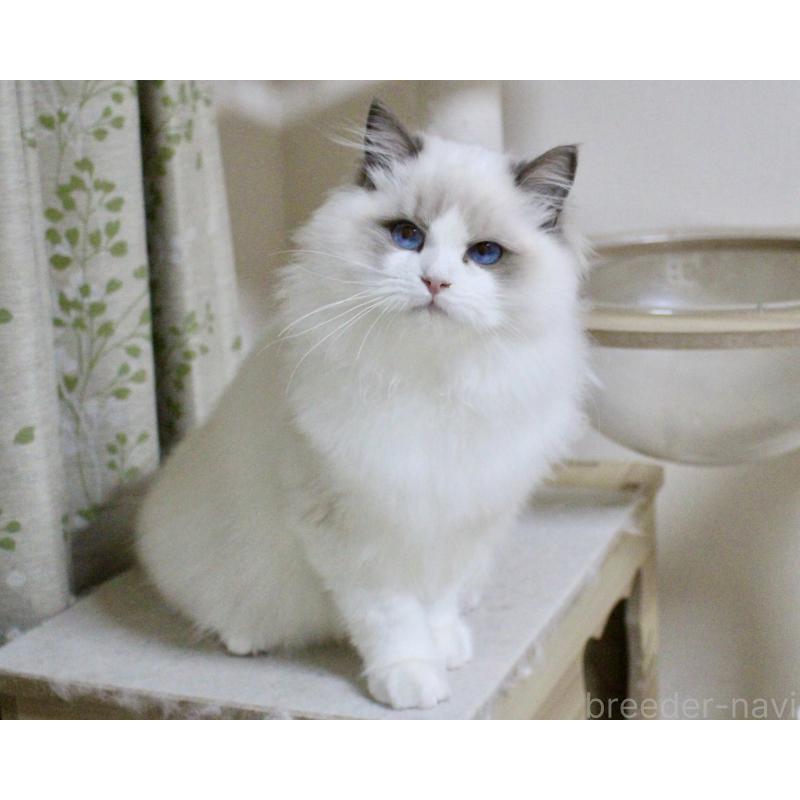 販売中の山梨県のラグドール-128444の3枚目