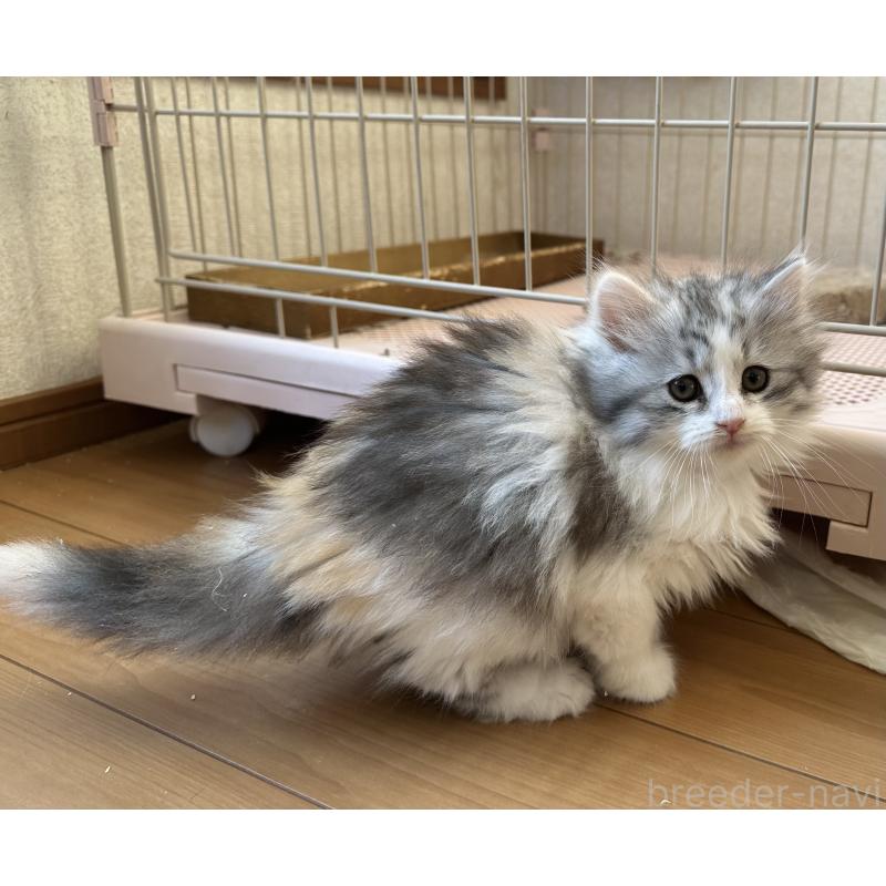 販売中の千葉県のサイベリアン-134397の4枚目