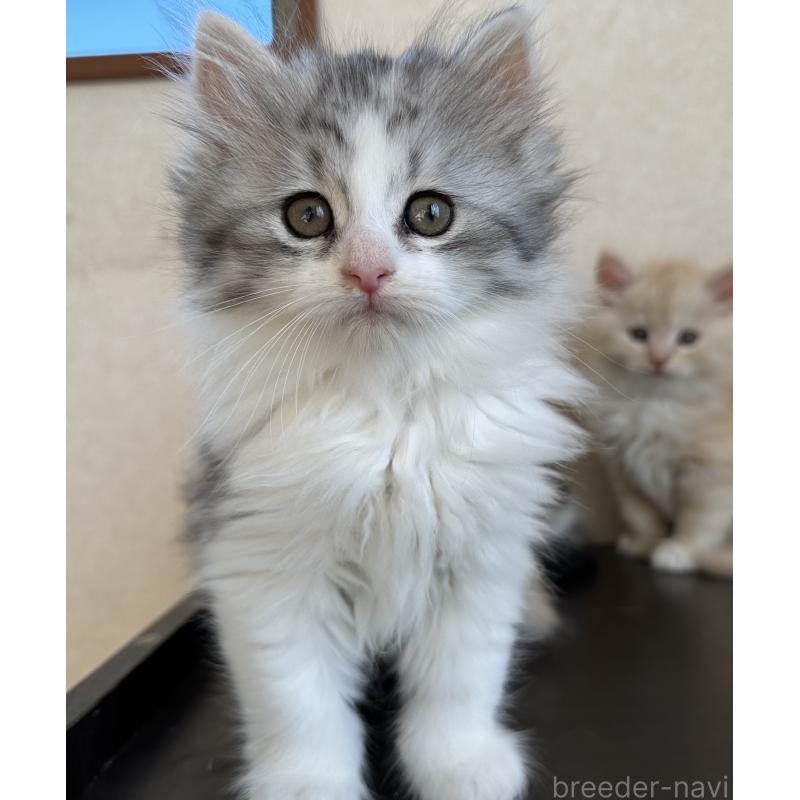 販売中の千葉県のサイベリアン-134397の3枚目