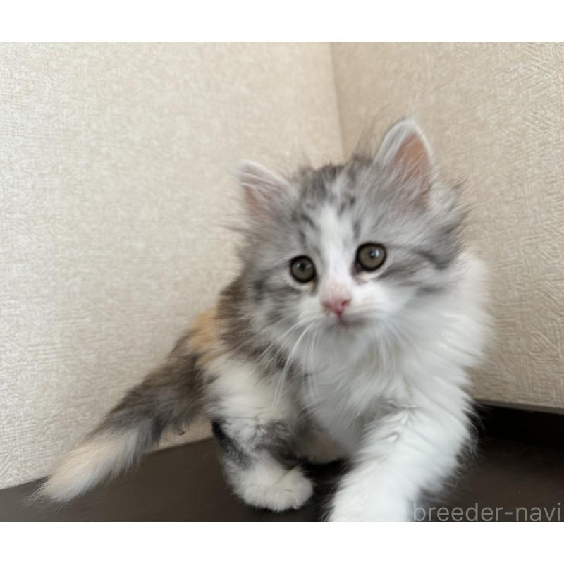 販売中の千葉県のサイベリアン-134397の2枚目