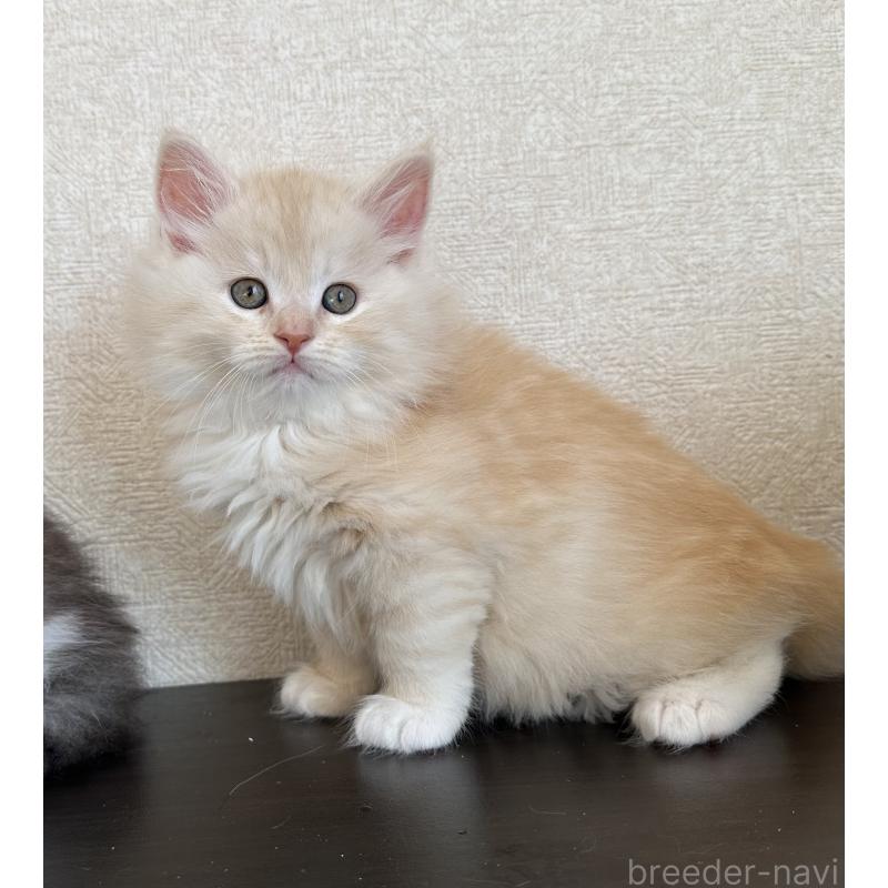 販売中の千葉県のサイベリアン-134398の4枚目