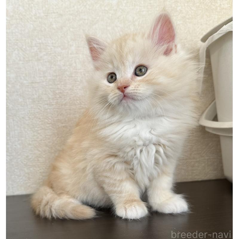 販売中の千葉県のサイベリアン-134398の3枚目