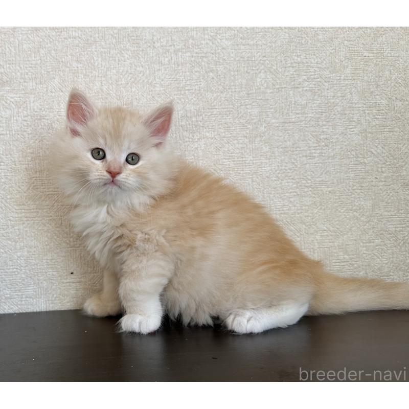 販売中の千葉県のサイベリアン-134398の2枚目