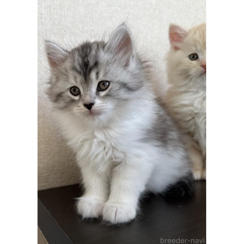 販売中の千葉県のサイベリアン-134399の5枚目