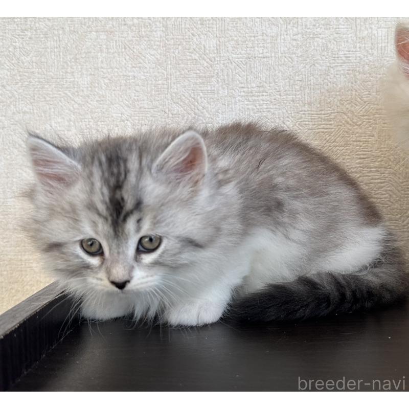 販売中の千葉県のサイベリアン-134399の4枚目