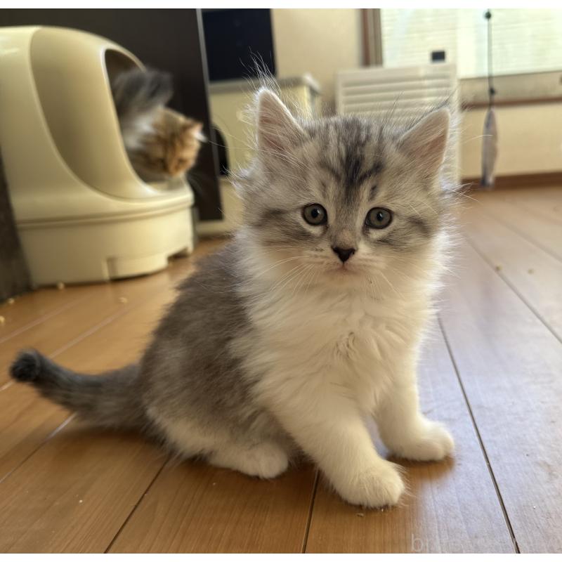 販売中の千葉県のサイベリアン-134399の3枚目