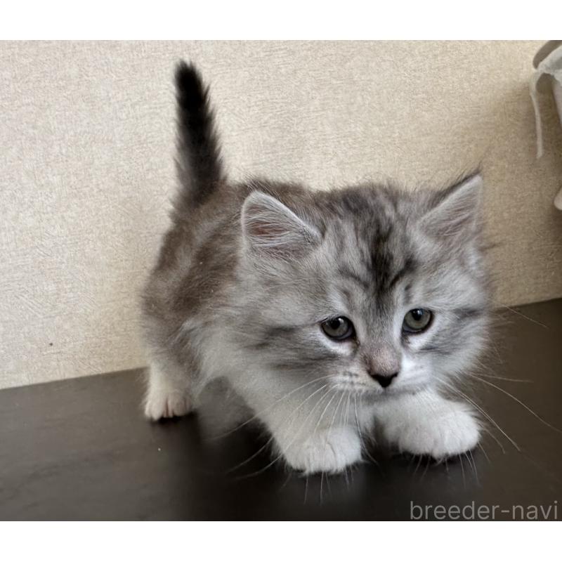 販売中の千葉県のサイベリアン-134399の2枚目