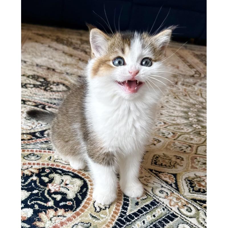 成約済の福岡県のスコティッシュフォールド-133204の48枚目