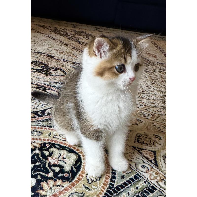 成約済の福岡県のスコティッシュフォールド-133204の47枚目