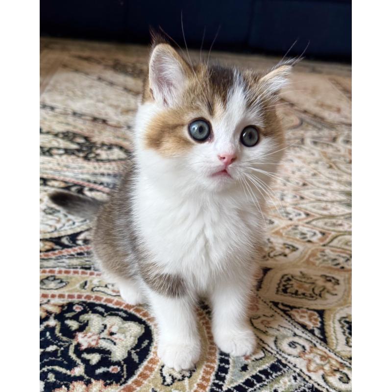 成約済の福岡県のスコティッシュフォールド-133204の46枚目