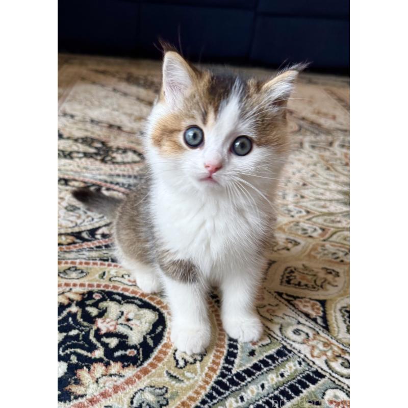 成約済の福岡県のスコティッシュフォールド-133204の45枚目