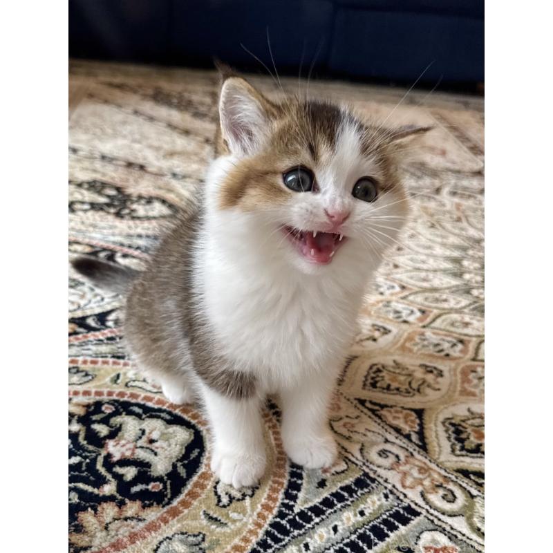 成約済の福岡県のスコティッシュフォールド-133204の44枚目