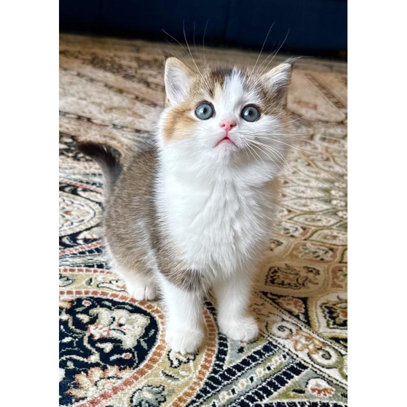 成約済の福岡県のスコティッシュフォールド-133204の43枚目