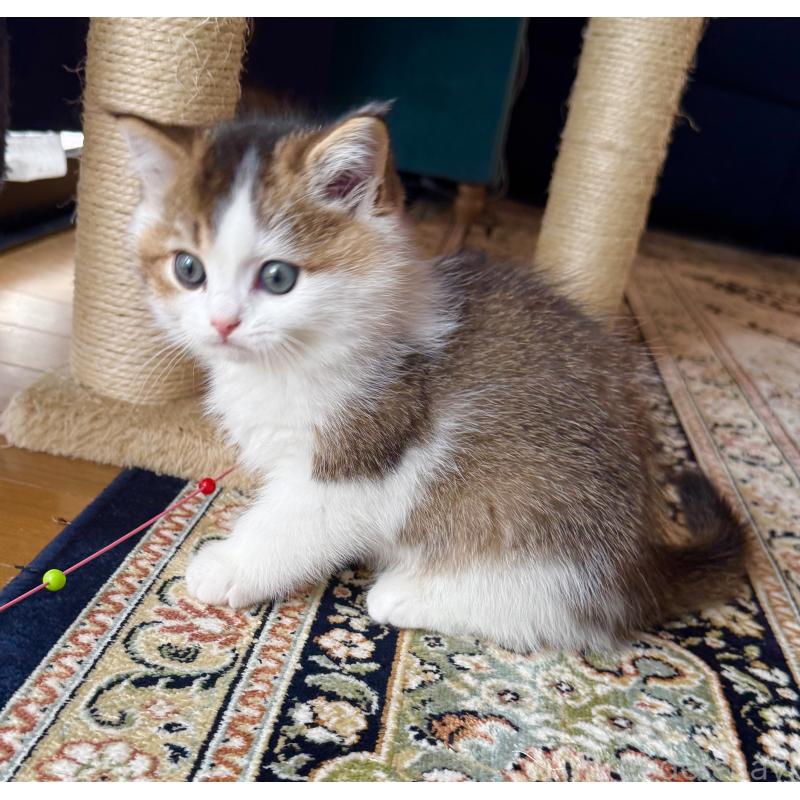 成約済の福岡県のスコティッシュフォールド-133204の42枚目